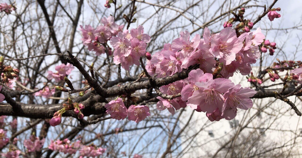 桜花 空堀川の河津桜が開花【現地レポート】｜多摩湖77
