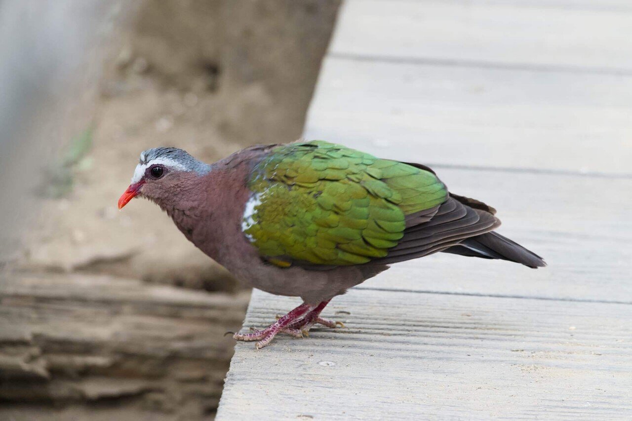 キャンベルタウン野鳥の森で珍しい鳥を見た｜さざなみあやめ