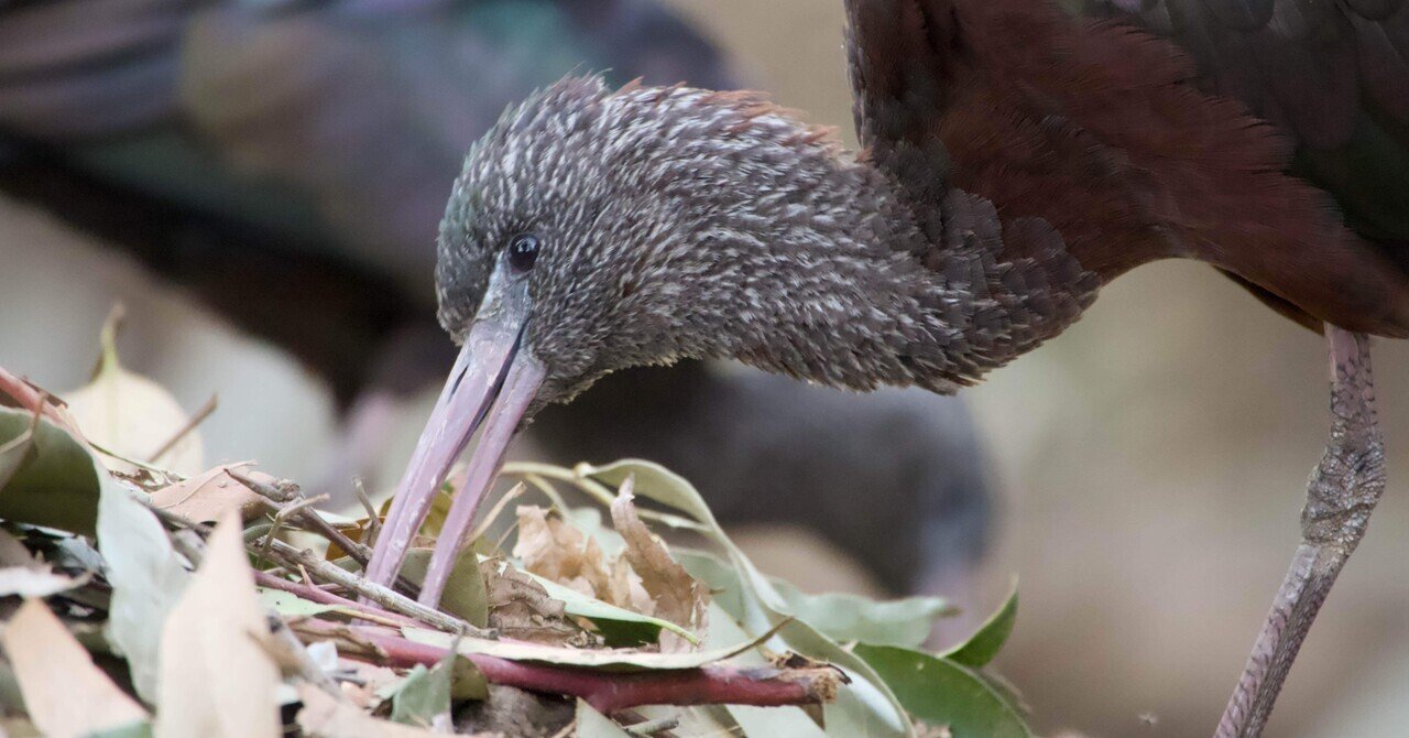 キャンベルタウン野鳥の森で珍しい鳥を見た｜さざなみあやめ
