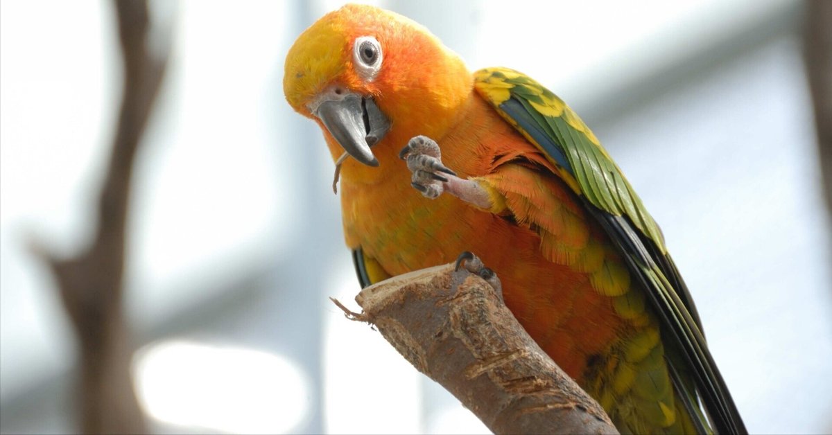 黄金色の鳥｜コガネメキシコインコ Sun Conure｜M_ayumi 【新品未使用