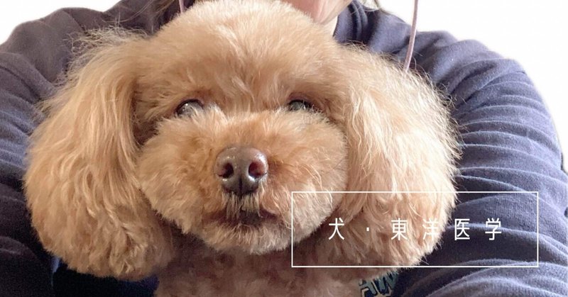 【犬・東洋医学】ワンちゃん、お疲れかもしれない時のローラー鍼