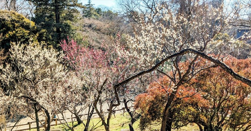 🌿井の頭公園🚶散歩🌸梅の香りをお届けします💞