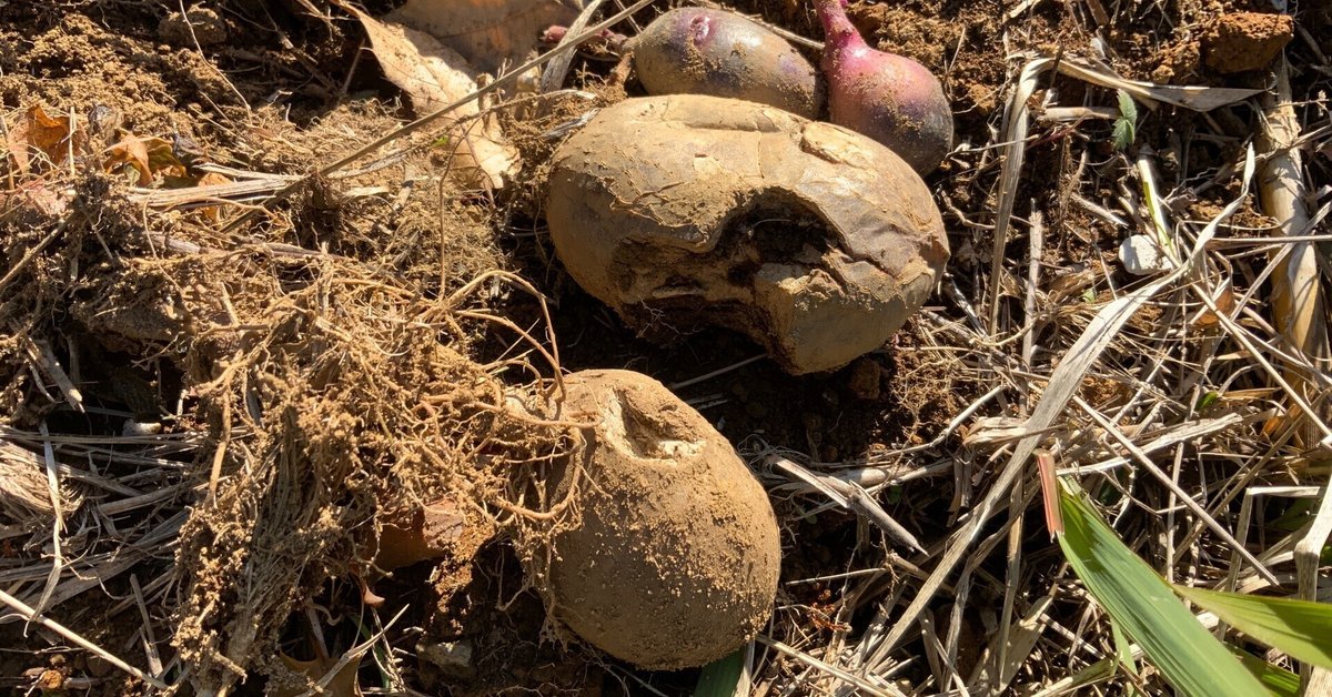 ジャガイモが作ったもの 1Kg 種芋 ながさき黄金 混玉 ジャガイモ PVP じゃがいも 栽培用