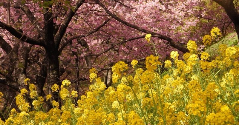 ソロ活.桜まつりへ河津桜撮影🌸おばあさん、大丈夫だった？