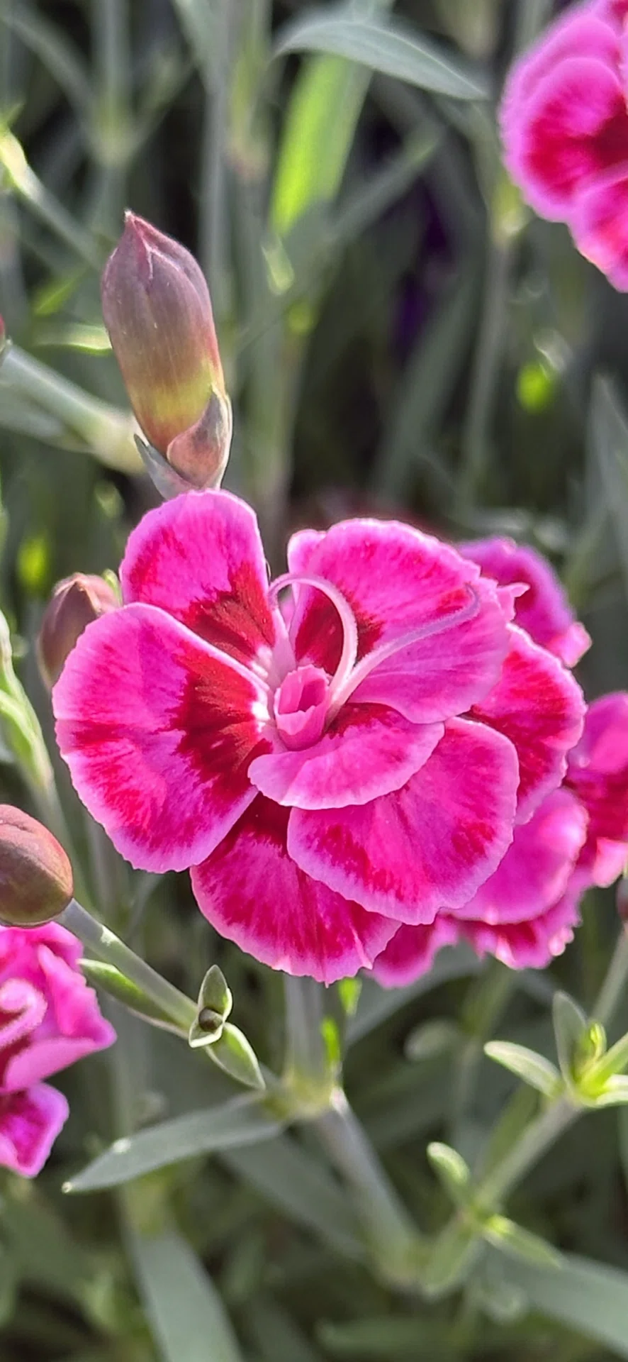PINK KISSES｜EGGSEED