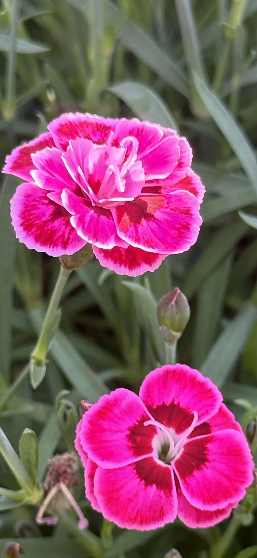 PINK KISSES｜EGGSEED