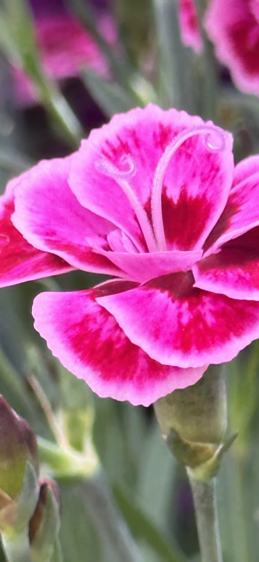 PINK KISSES｜EGGSEED