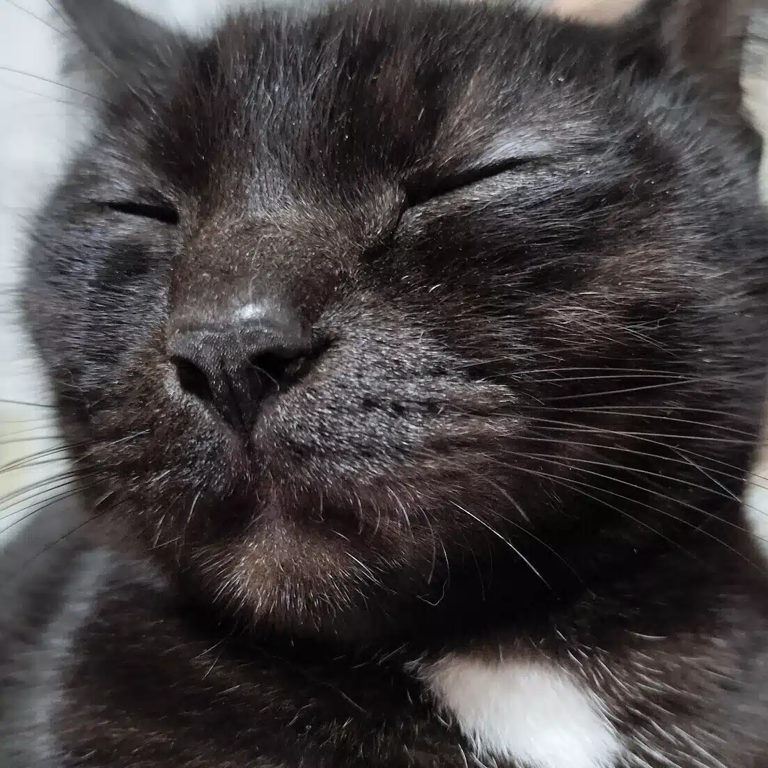 猫田家