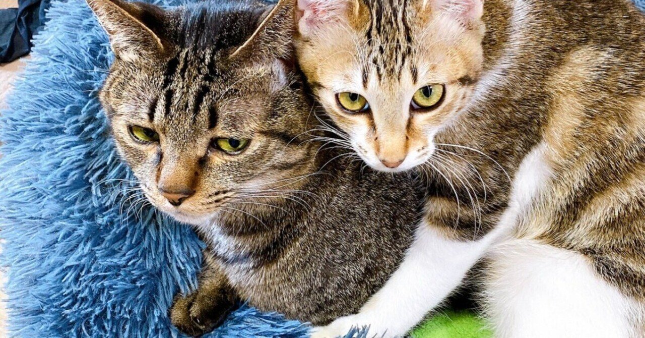 やめてくれないかニャ…」迷惑そうな顔でジト目をする猫ちゃんの困惑