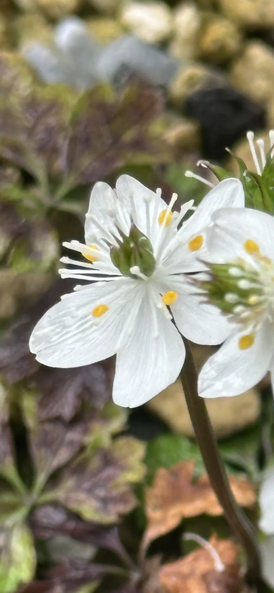 梅花黄蓮｜EGGSEED