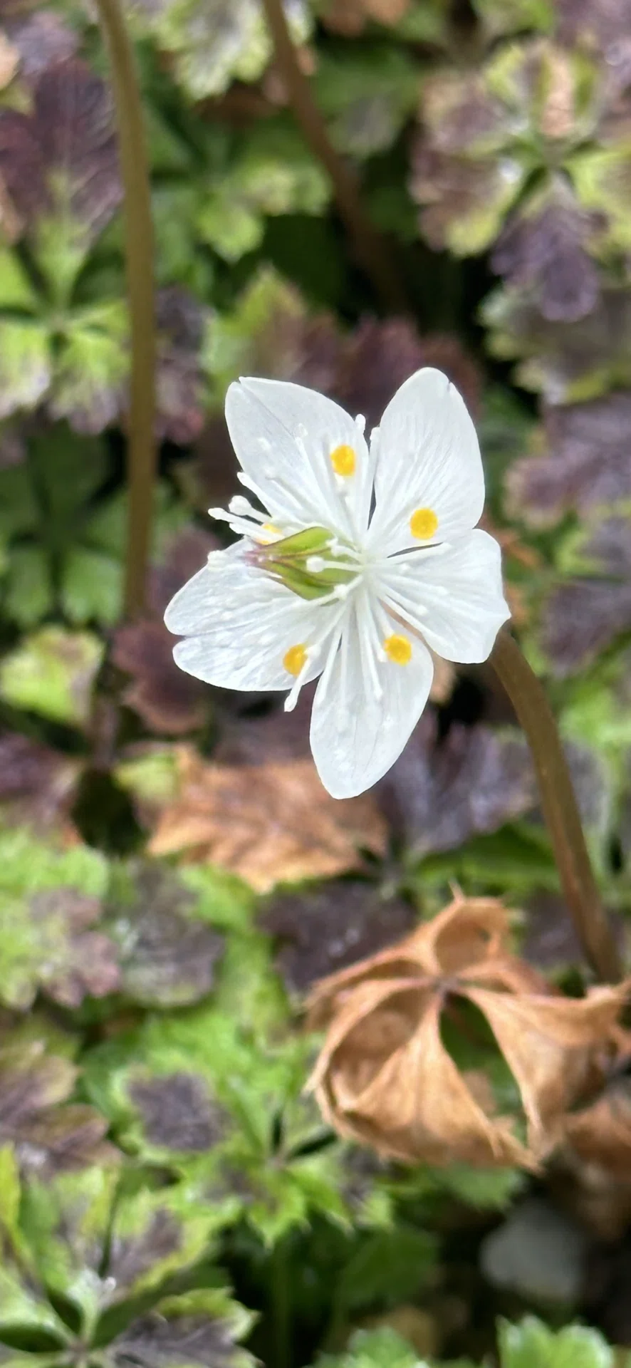梅花黄蓮｜EGGSEED