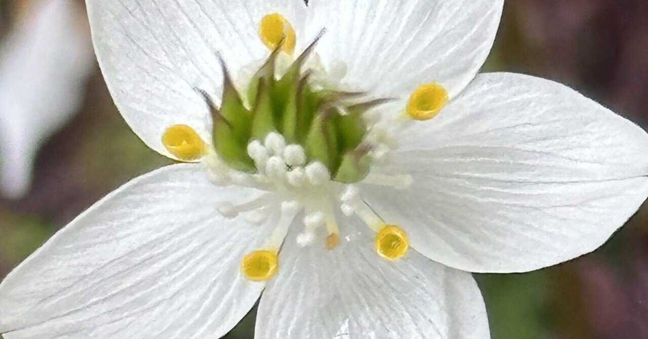 花蓮 Hoka One One Bondi 8 Lunar Rock Nimbus Cloud (Women's) - 1127952