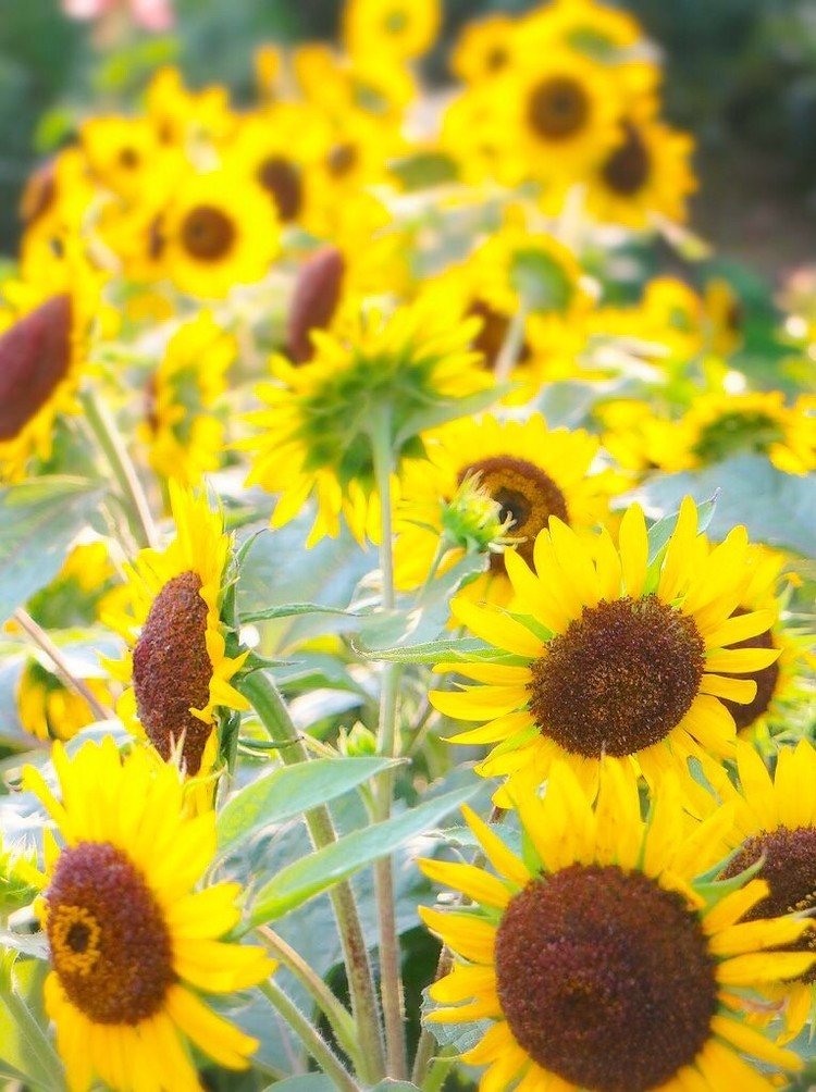 


#花 #向日葵 #ひまわり #夏 #植物 #写真 #カメラ #photo 