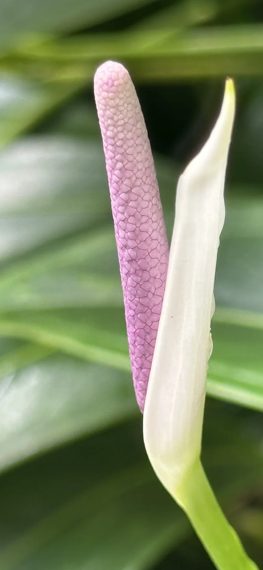 ANTHURIUM AMNICOLAEGGSEED