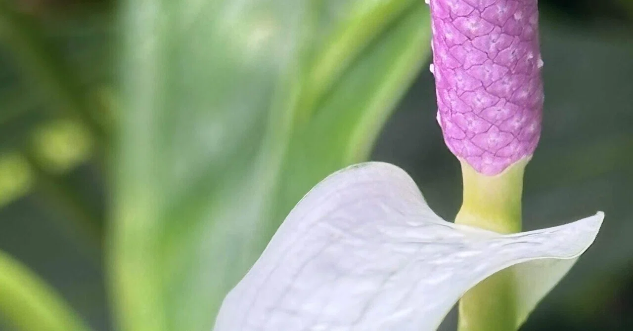 ANTHURIUM AMNICOLAEGGSEED