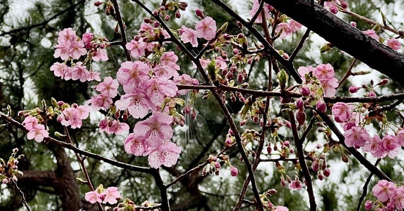 河津桜。五分咲きぐらい？