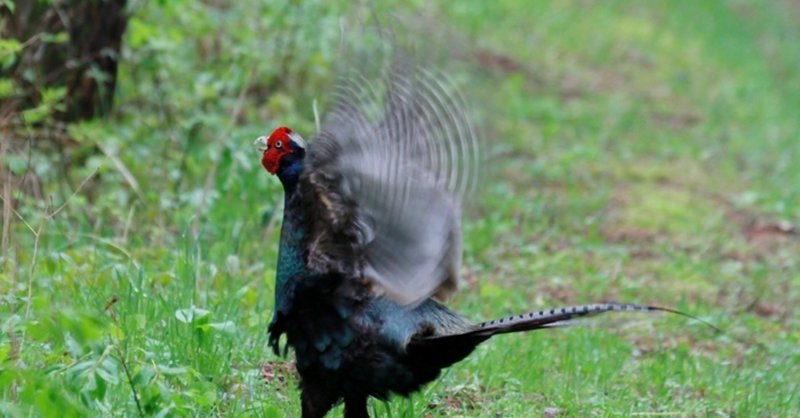 第414回 野鳥の恋愛事情 翆野 大地 Note 第414回 野鳥の恋愛事情 翆野 大地 Note