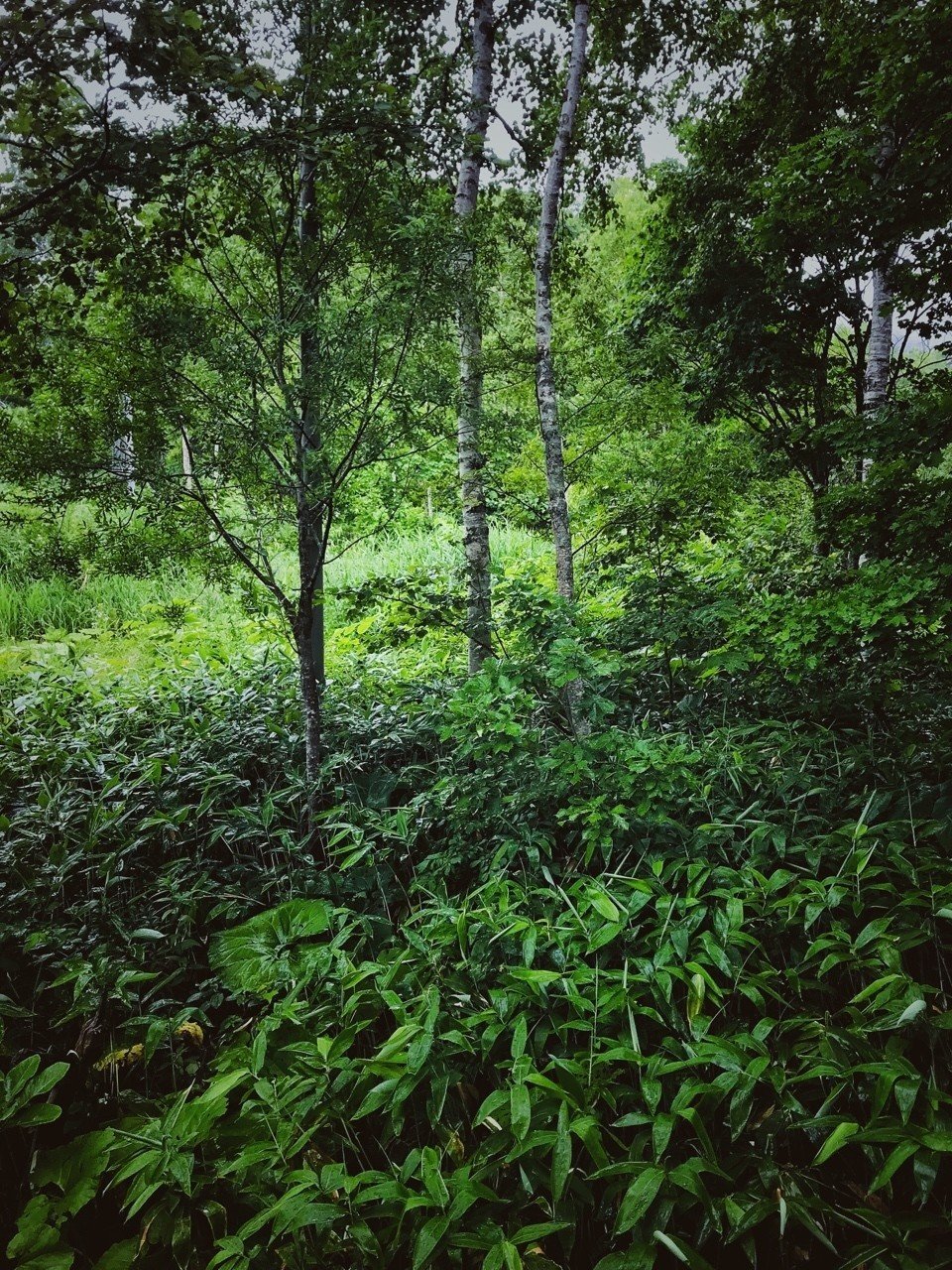 雨の朝 雨の森 菅野 学 写真家 Note 雨の朝 雨の森 菅野 学 写真家 Note
