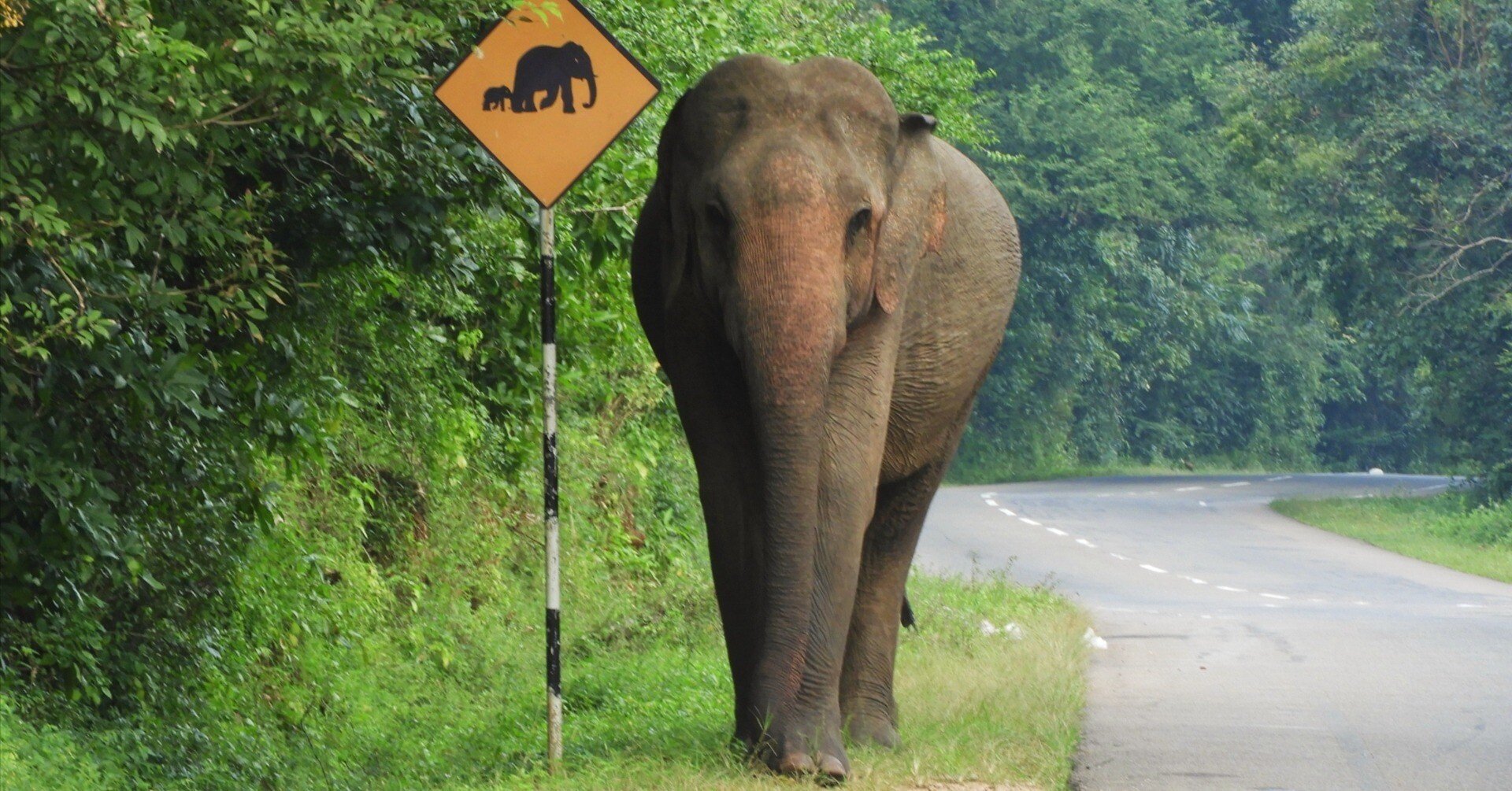 幸せ運ぶスリランカ像 幸せ運ぶスリランカ像