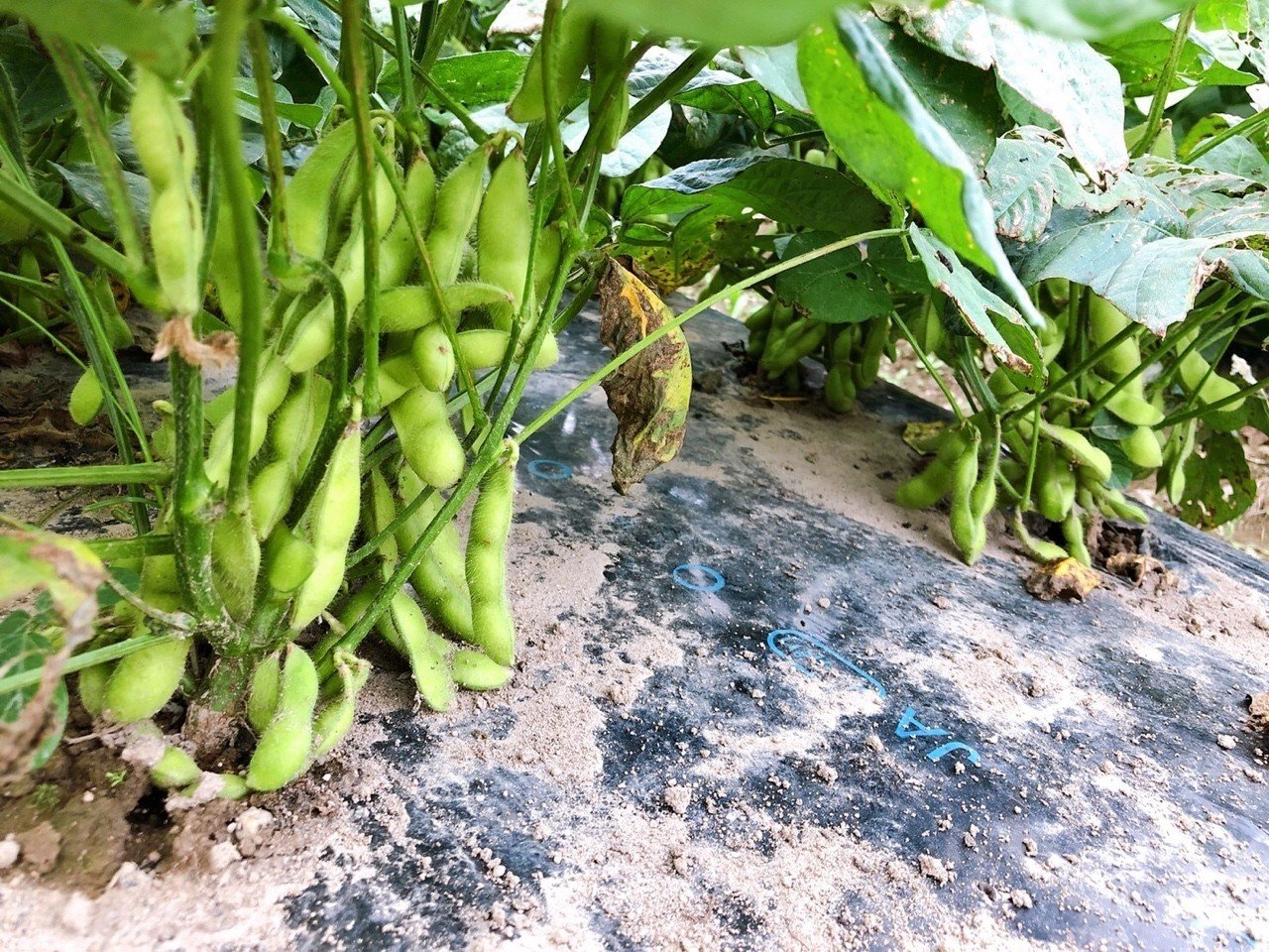 新潟枝豆カレンダー ながい Note 新潟枝豆カレンダー ながい Note