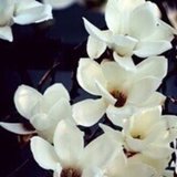 wonder magnolia 白木蓮