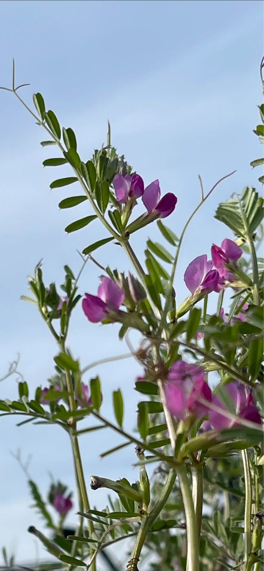 Diligent Computer Common Vetch|EGGSEED