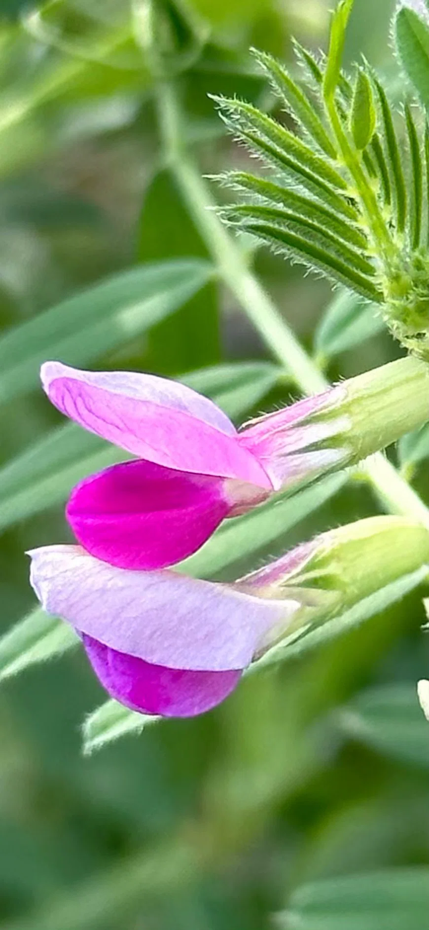 Diligent Computer Common Vetch|EGGSEED