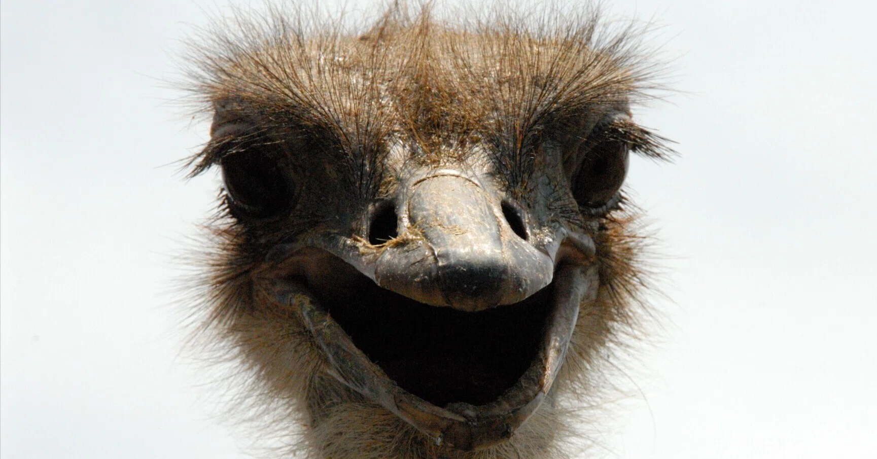 飛べない鳥はタダの鳥じゃない｜ダチョウ Ostrich｜M_ayumi