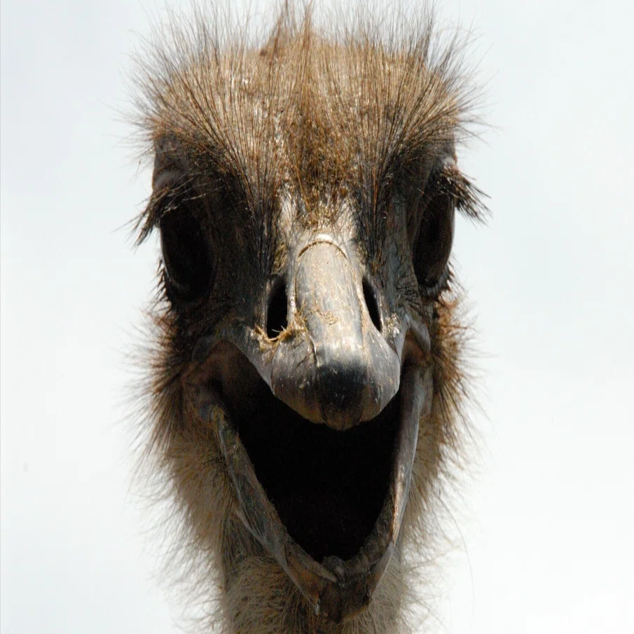 飛べない鳥はタダの鳥じゃない｜ダチョウ Ostrich｜M_ayumi