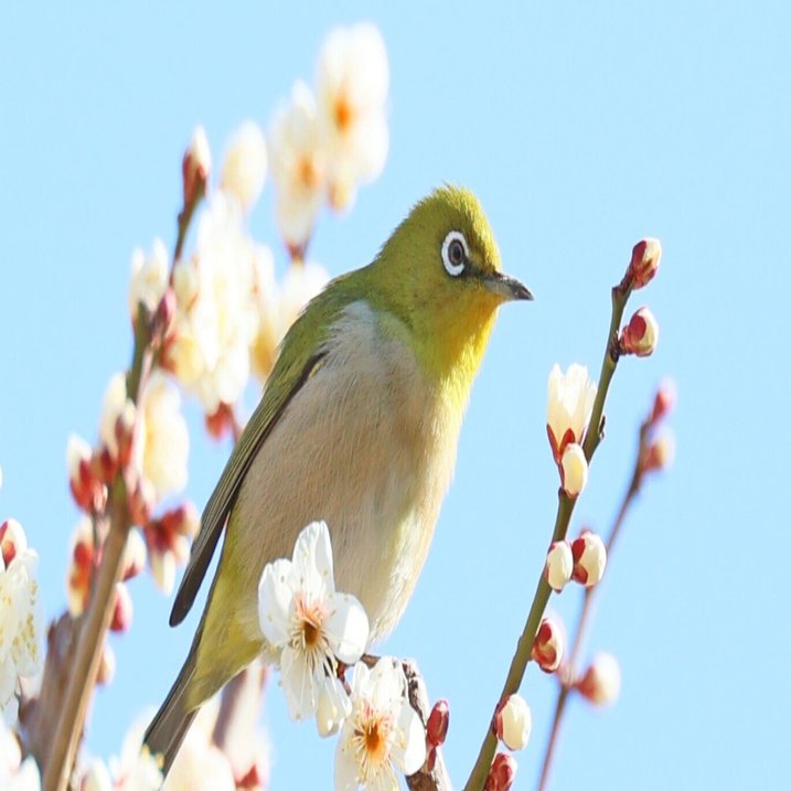 梅とメジロの写真（続編） 2024年2月東京｜Peter November