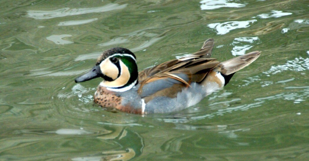 トモエ柄なのは実はオスだけ｜トモエガモ Spectacled Teal｜M_ayumi
