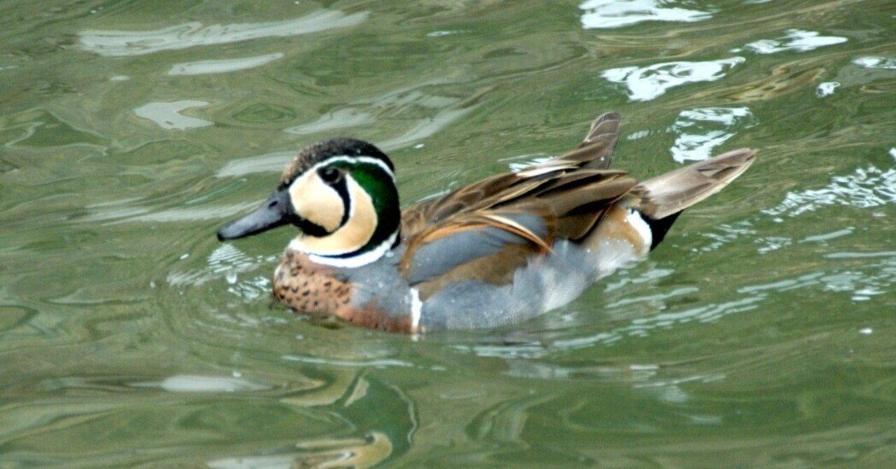 トモエ柄なのは実はオスだけ｜トモエガモ Spectacled Teal｜M_ayumi