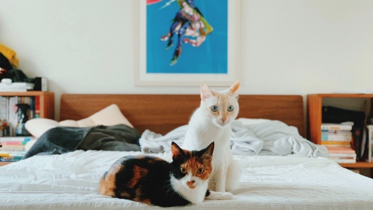 猫かわいい からゆるーく掘り下げる 日本っぽいもの 茶の間ラボ Note