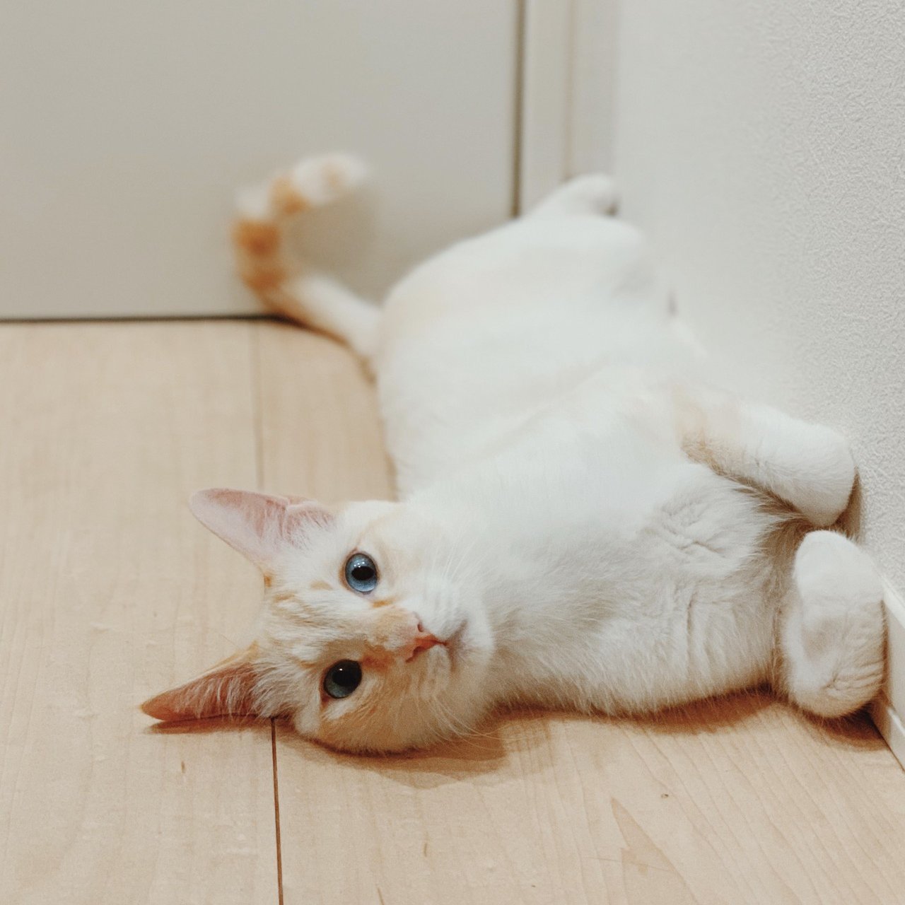 猫かわいい からゆるーく掘り下げる 日本っぽいもの 茶の間ラボ Note