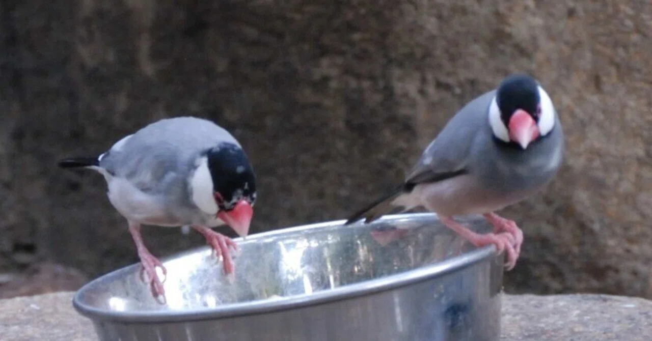 誰もが知っているペットの鳥｜ブンチョウ（文鳥） Java Sparrow｜M_ayumi