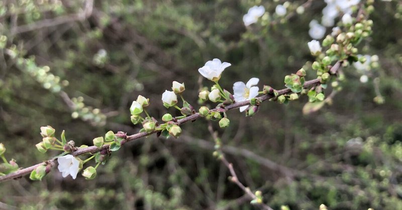 居眠りする間春時雨に花散りぬ干した薬草残り少なし