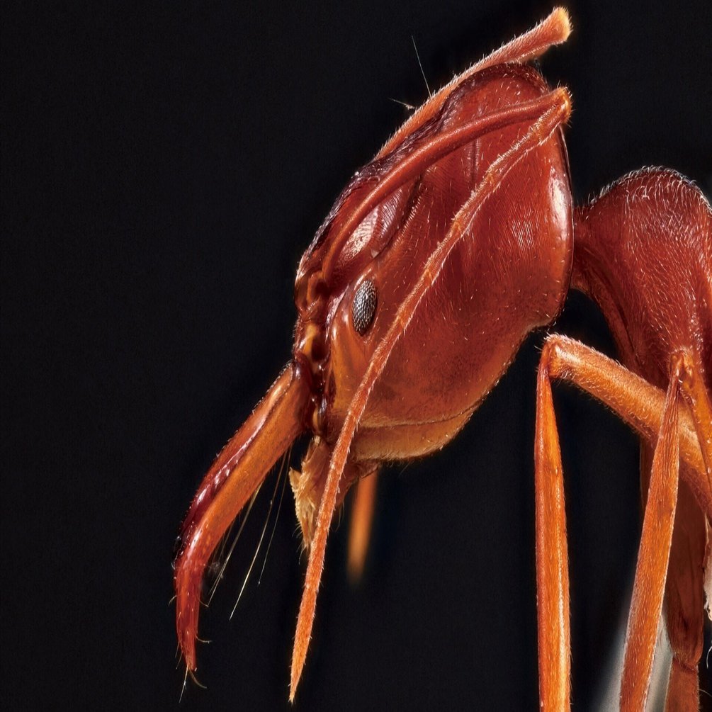 あなたの“推しアリ“がきっと見つかる！ 「アリハンドブック増補改訂第2