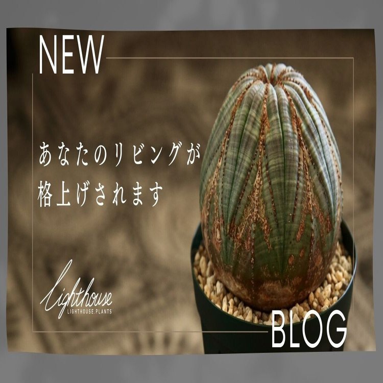 オベサ　まん丸　扁平　コレクション株 まん丸 オベサ | LIGHTHOUSE.PLANTS - 海外実生株のオベサなど輸入植物