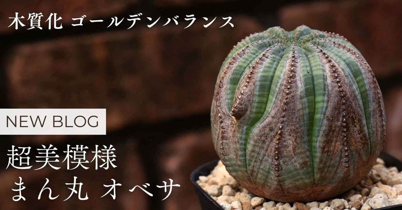 美株【Crown Wood type】Euphorbia Obesa ユーフォルビア オベサ