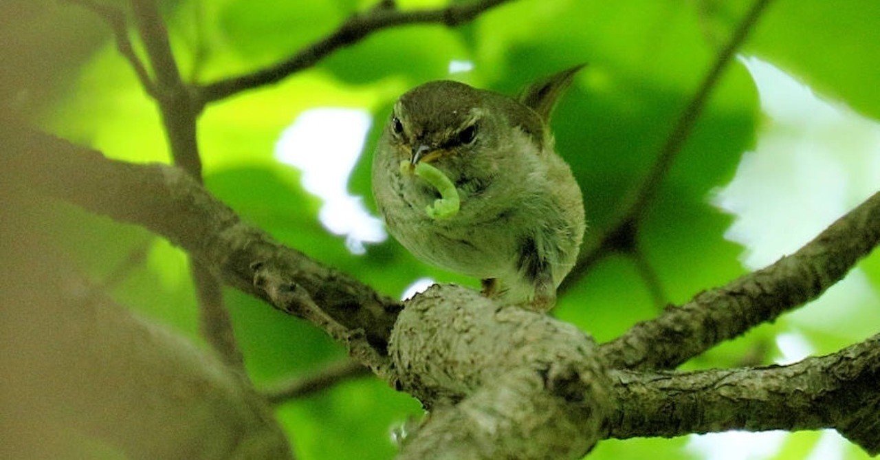 第415回 勝手し放題のウグイス 5回目 翆野 大地 Note