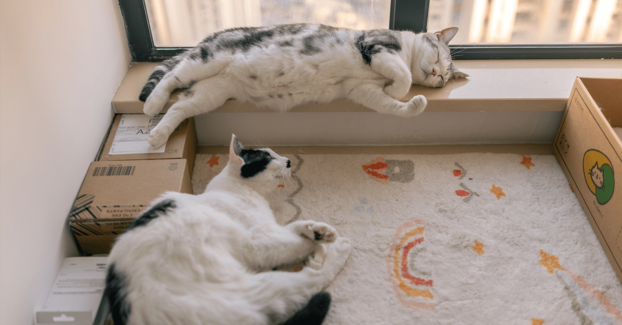 猫の日｜Mai Xiang