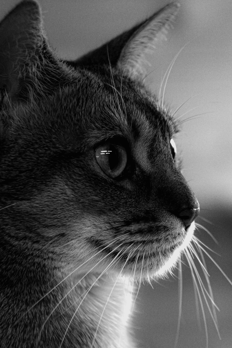 モノクロームの猫写真。猫カフェちぐらの美人アビシニアン。猫の白黒写真。