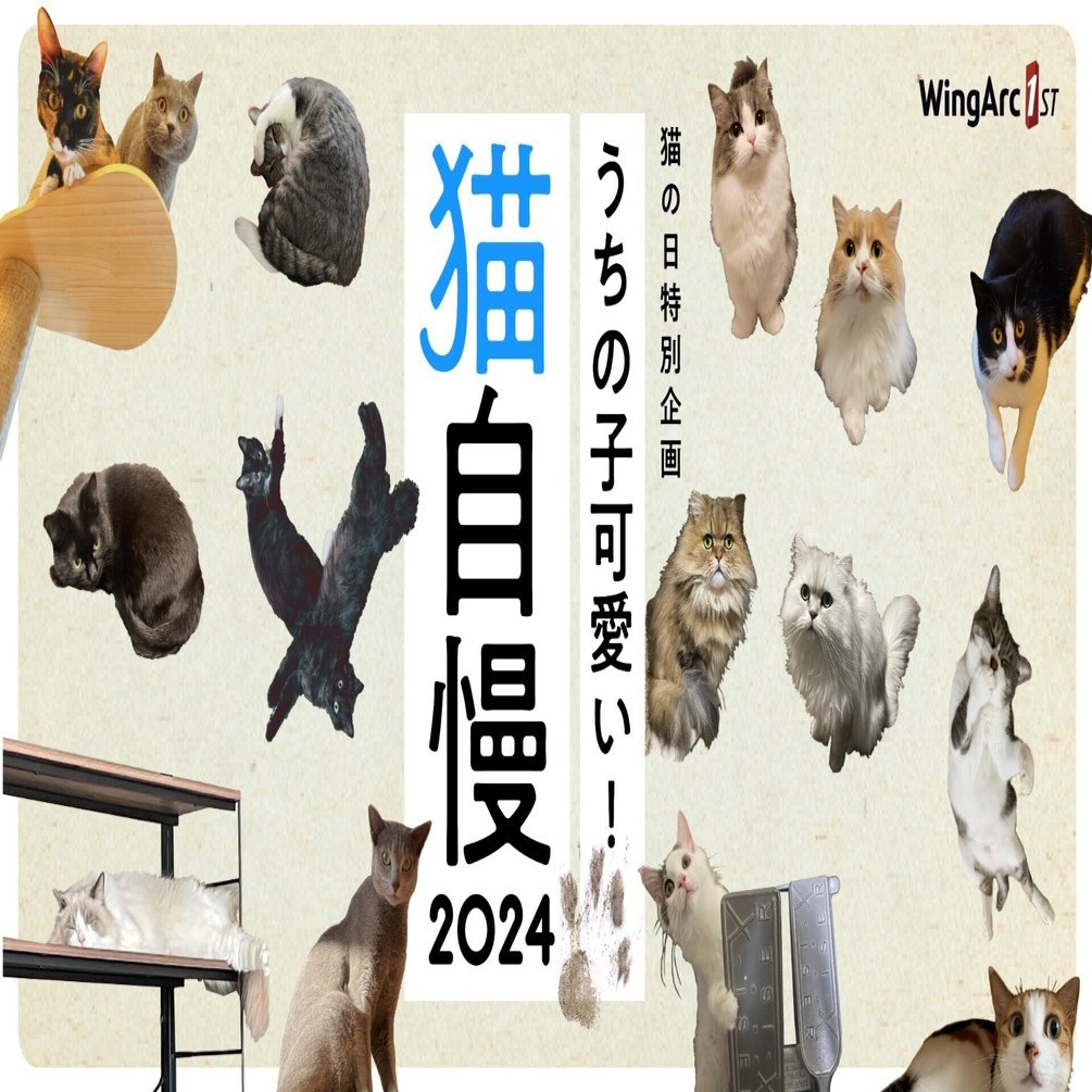 猫A 最終値下げしました！ 猫A 最終値下げしました！