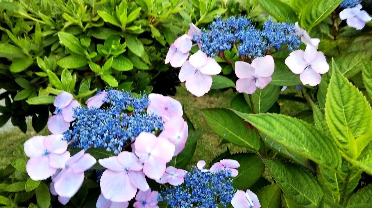 紫陽花への想い 紫 りえ Note