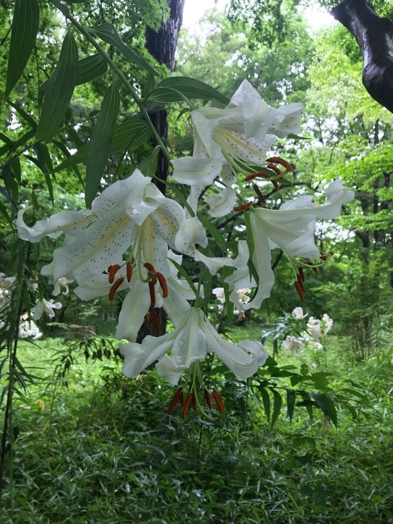 ゆり の 花 漢字 ゆり の 花 漢字