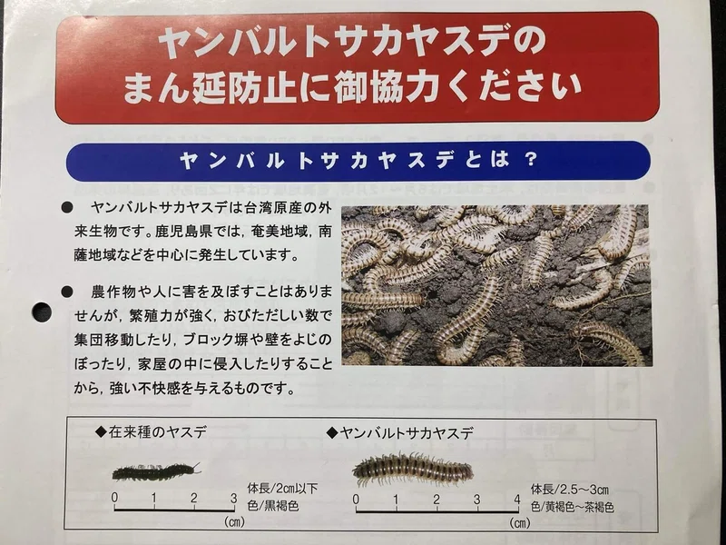 ヤンバルトサカヤスデ|小薗郁也