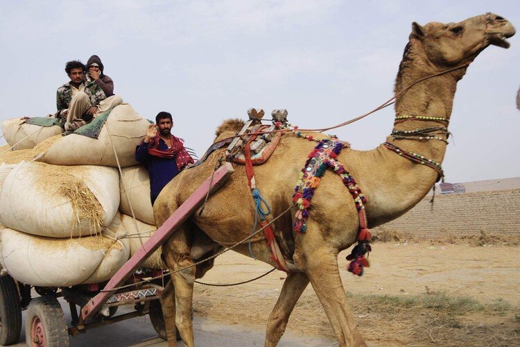 以前の乗り物や荷物運搬方法が圧倒的に車にシフトしていく中、パキスタンではラクダ、ロバなどでの運搬は今も現在、高級車が走るようなハイウェイの脇でも現在。