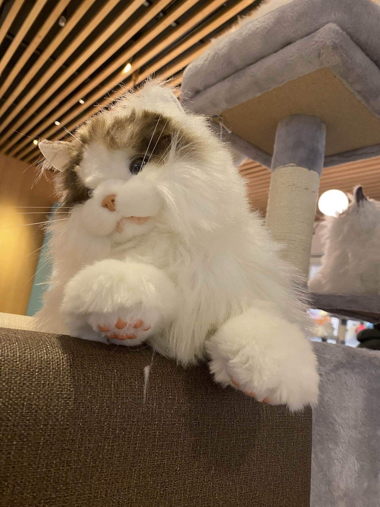 値下げしました！ネコロボット　KIMIT（キミット）追記必読⭐︎ あなたのお迎えを待つ！猫の新感覚ペットロボット｜KIMIT