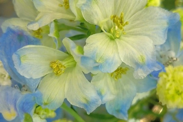 デルフィニウムの花言葉は清明高貴つぼみの形がイルカに似てるとかでドルフィンからきてる名前らしいです の新着タグ記事一覧 Note つくる つながる とどける デルフィニウムの花言葉は清明高貴つぼみの形がイルカに似てるとかでドルフィンからきてる名前らしいです の新着タグ記事一覧 Note つくる つながる とどける