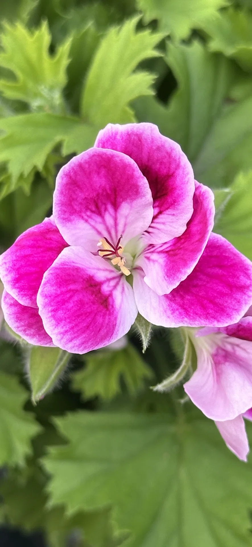 PELARGONIUM - PINKERBELL｜EGGSEED
